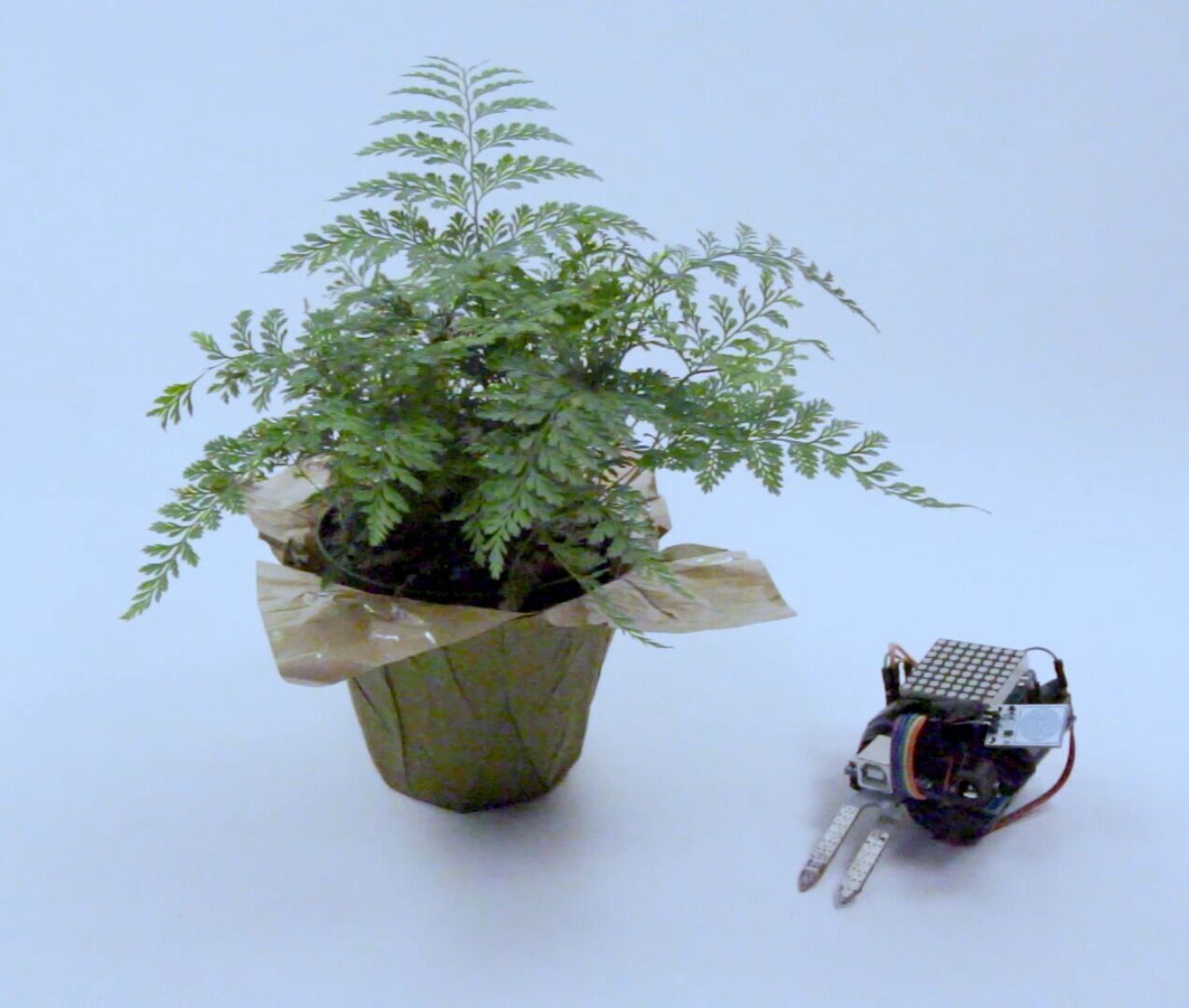 APEXBesidePlant.jpg